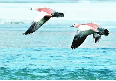 ��������ȫ����� �� �����Զ׿Խ�������绢������